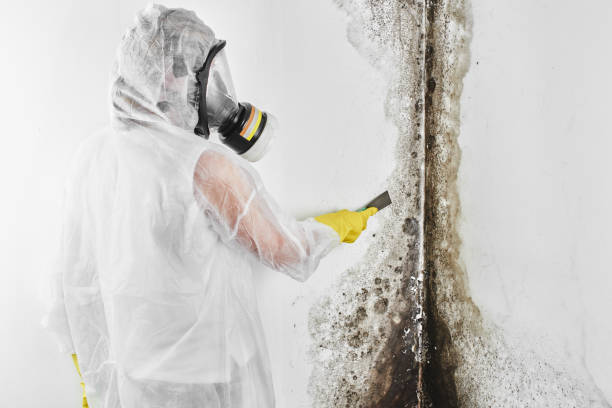 Best Mold Remediation  in Baidland, PA