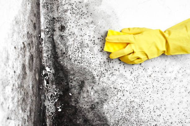 Best Mold Testing  in Baidland, PA