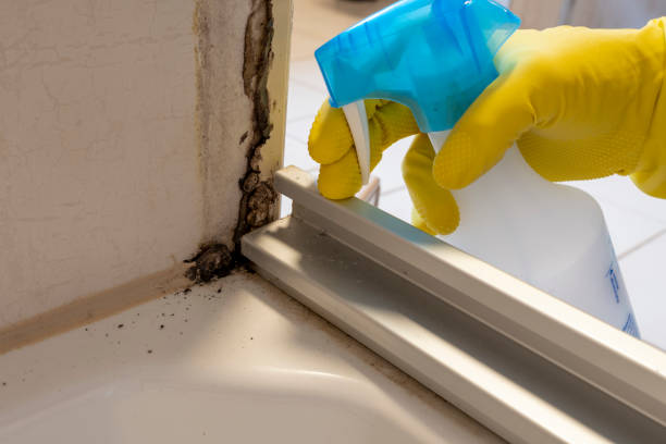 Best Certified Mold Removal  in Baidland, PA