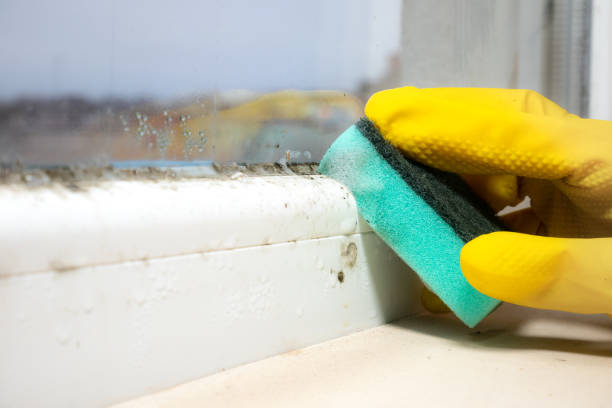 Best Mold Removal Company Near Me  in Baidland, PA