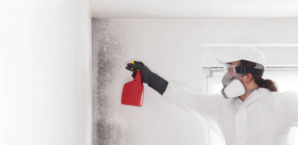 Best Attic Mold Removal  in Baidland, PA