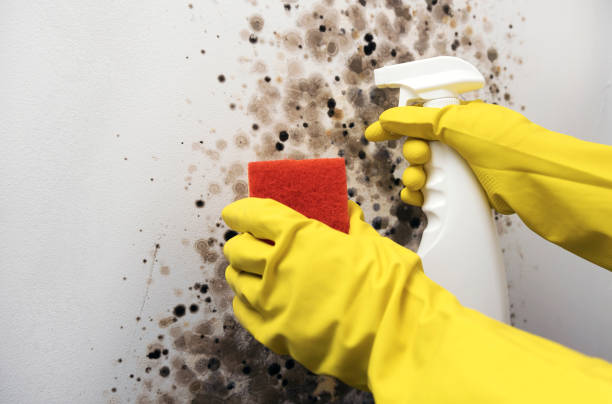 Best Emergency Mold Removal  in Baidland, PA