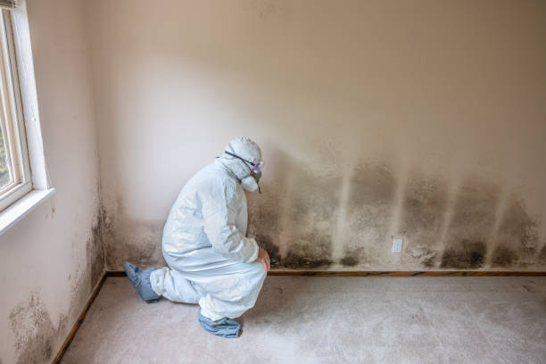Best Black Mold Removal  in Baidland, PA