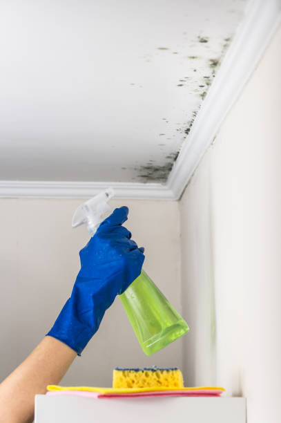 Best Fast Mold Removal  in Baidland, PA