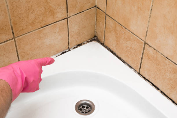 Best Professional Mold Removal  in Baidland, PA