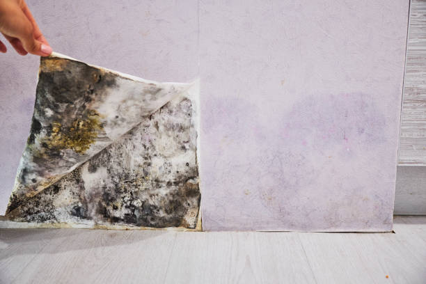 Best Toxic Mold Removal  in Baidland, PA